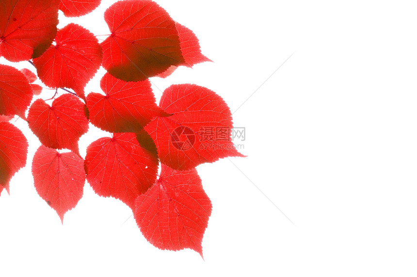 红秋叶季节树叶白色红色图片