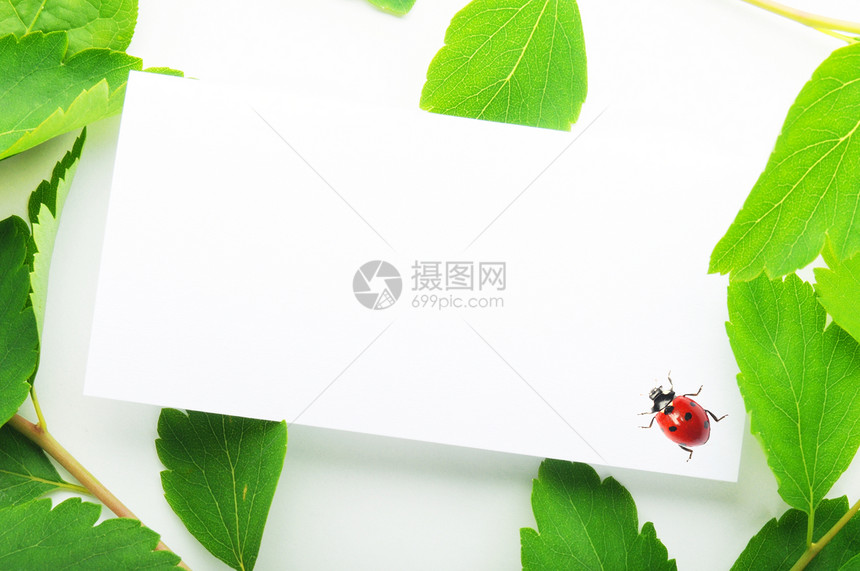 纸张问候语树叶绿色生态温泉笔记雏菊卡片笔记纸环境图片