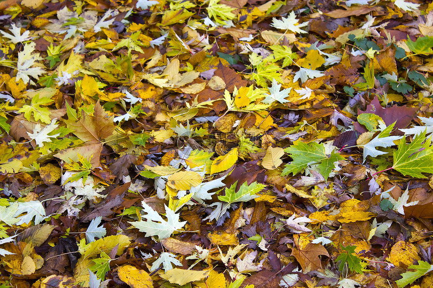 秋天落叶的地毯图片