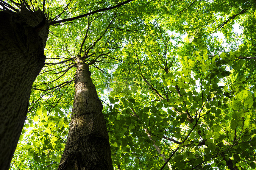 树树木公园分支机构生态生长远足绿色阳光叶子环境图片