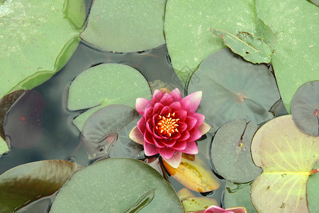 在池塘中的莲花花朵背景图片