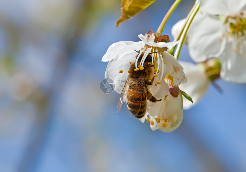 工作蜜蜂花瓣花粉植物动物翅膀绿色植物学昆虫叶子动物群图片
