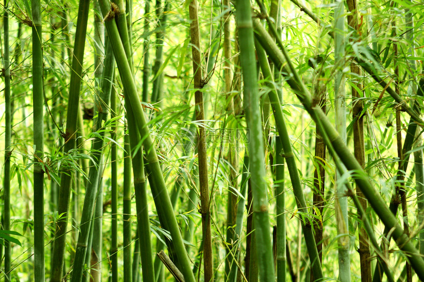 竹竹背景插图森林植物绿色衬套叶子异国生长情调植物群图片