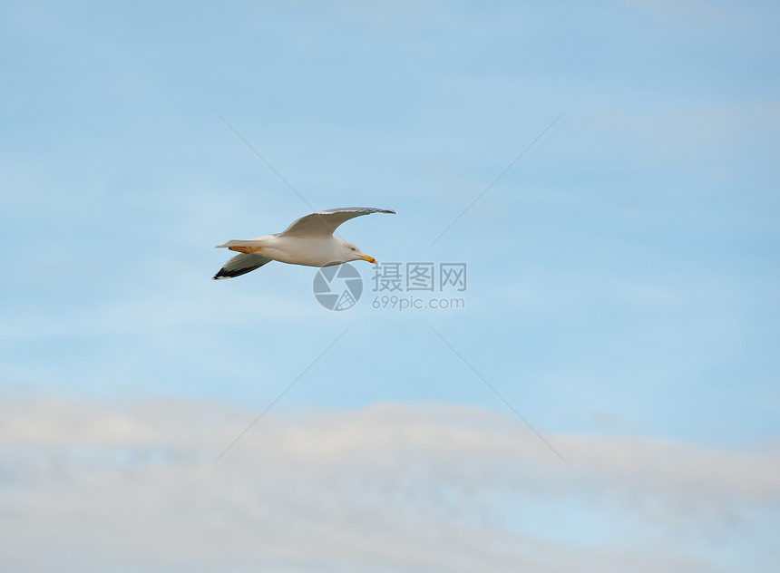 海鸥飞行航班水平阳光野生动物水鸟传播翅膀自由燕鸥羽毛图片
