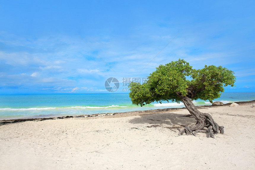 迪维树手掌海浪天空情调海岸线风景海滩海岸蓝色假期图片
