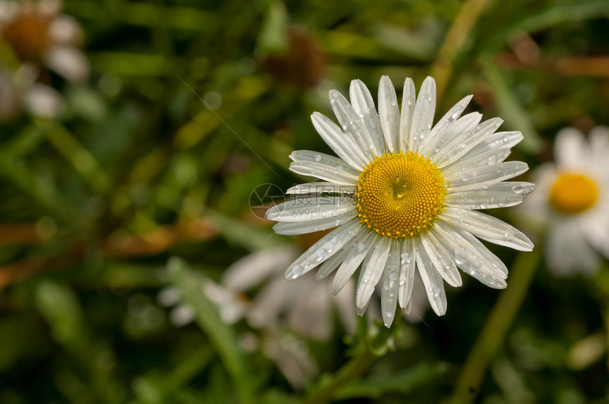 莎斯塔戴西场地麝香白花花朵荒野野花雏菊杂交种中心植物图片