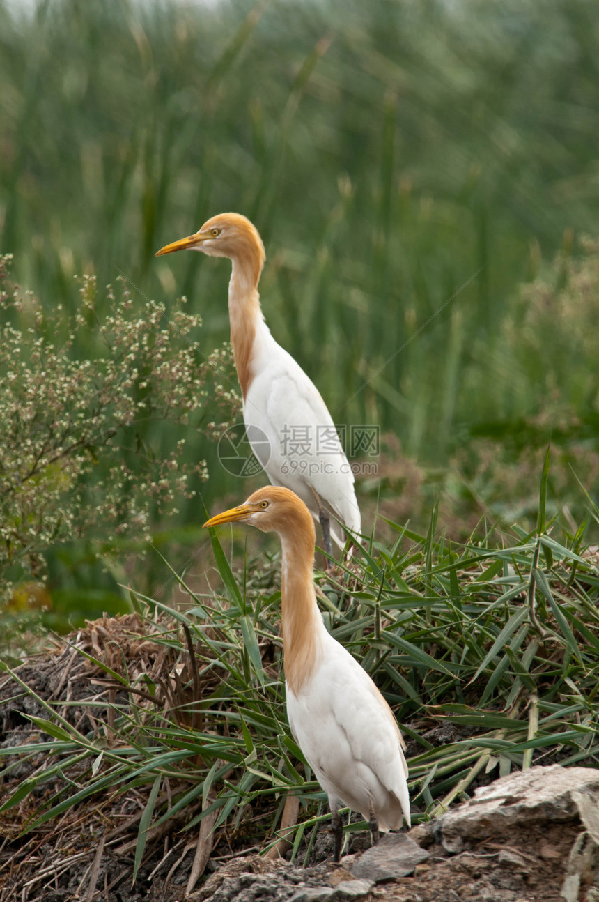 Egret 牛牛避难所保护水鸟多样性橙子鸟类环境保护区动物群场地图片