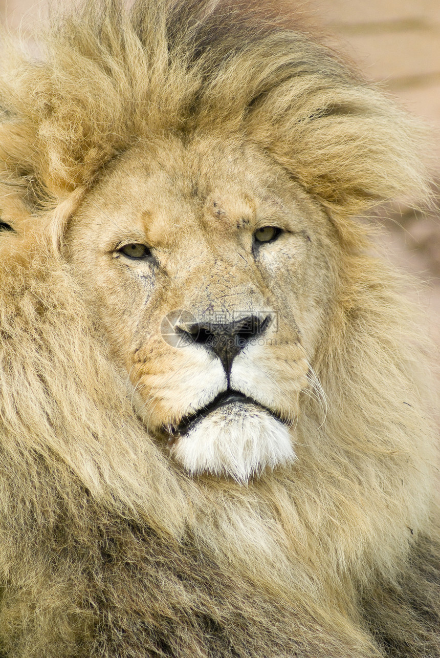 狮子食肉领导哺乳动物动物勇气男性棕色野生动物图片