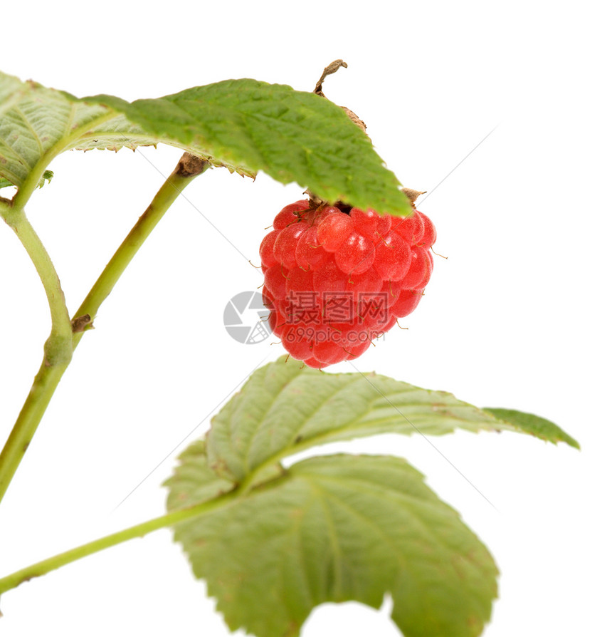 草莓菜饮食收成水果植物食品宏观食物衬套小吃营养图片