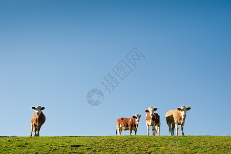 牧场素材免费蓝天牛群背景
