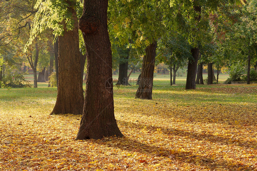 秋季公园场地树木季节风景森林花园黄色季节性棕色树叶图片