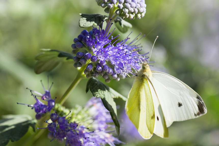 或蓝胡子上的大白蓝色花园白色花科昆虫水平野生动物天堂十字花朵图片