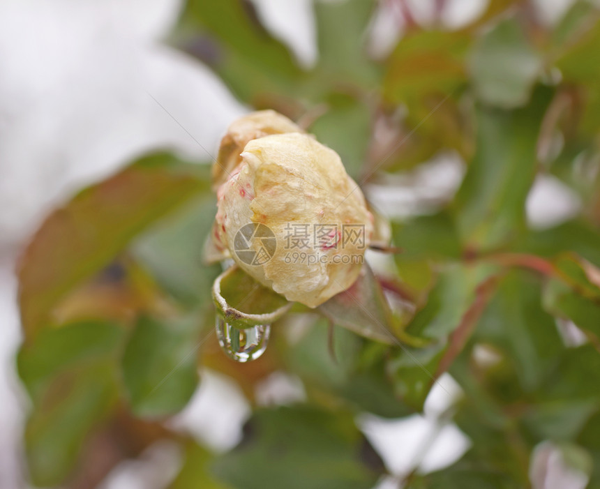 玫瑰蔬菜绿色白色红色花园图片