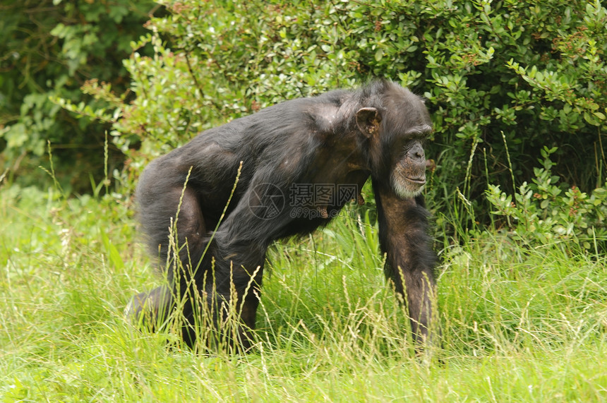 黑猩猩热带动物灵长类野生动物濒危黑色图片