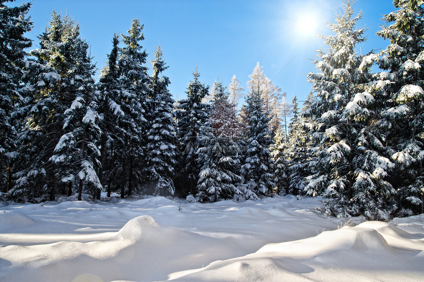 冬季森林与太阳图片
