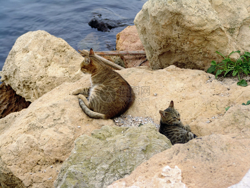 突尼斯的猫图片