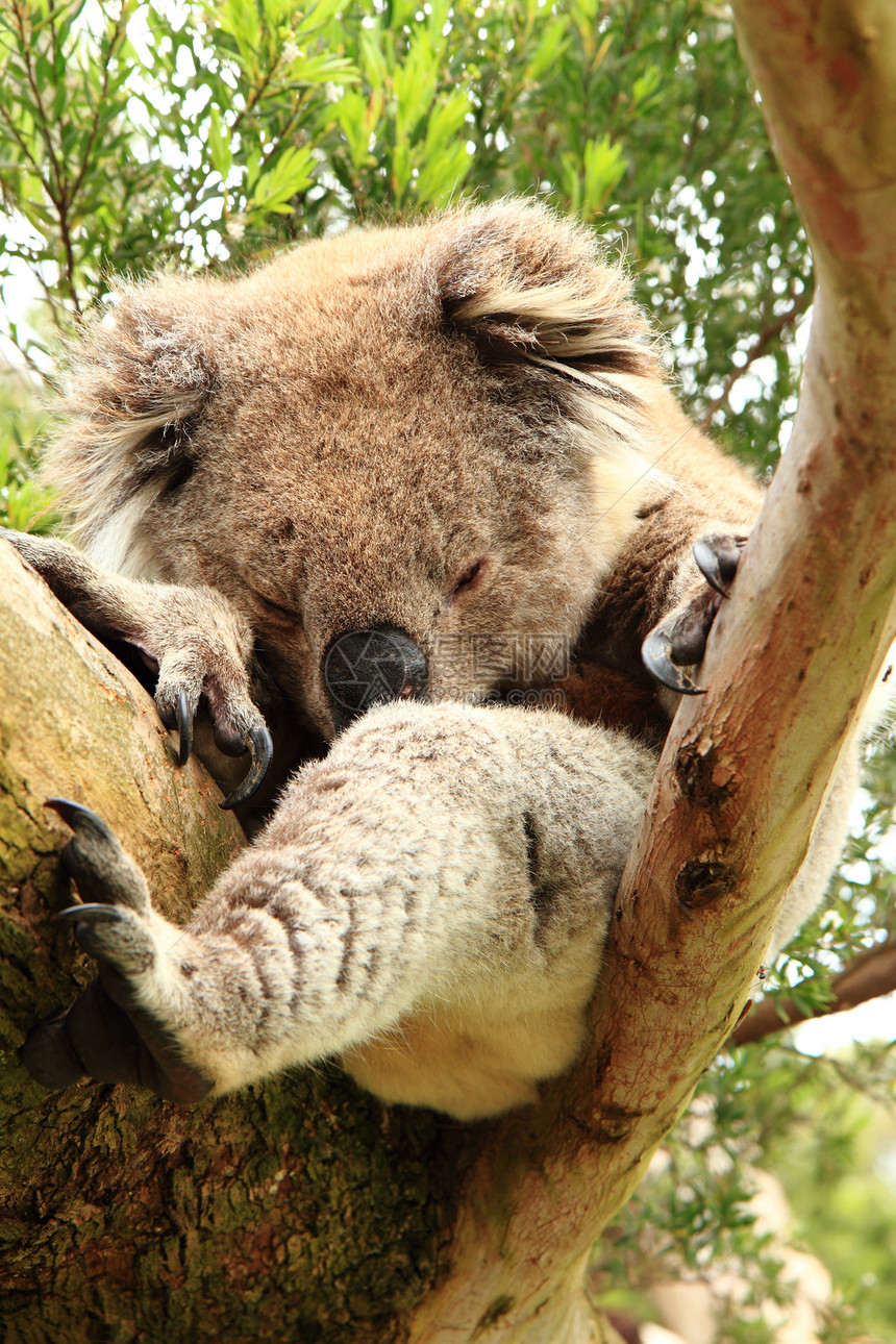 睡觉的koala图片