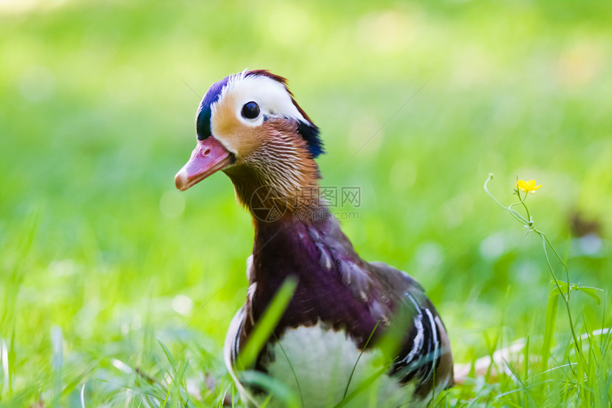 草地上的普通话鸭眼睛鸭子好奇心倾斜绿色男性羽毛太阳橙子红色图片