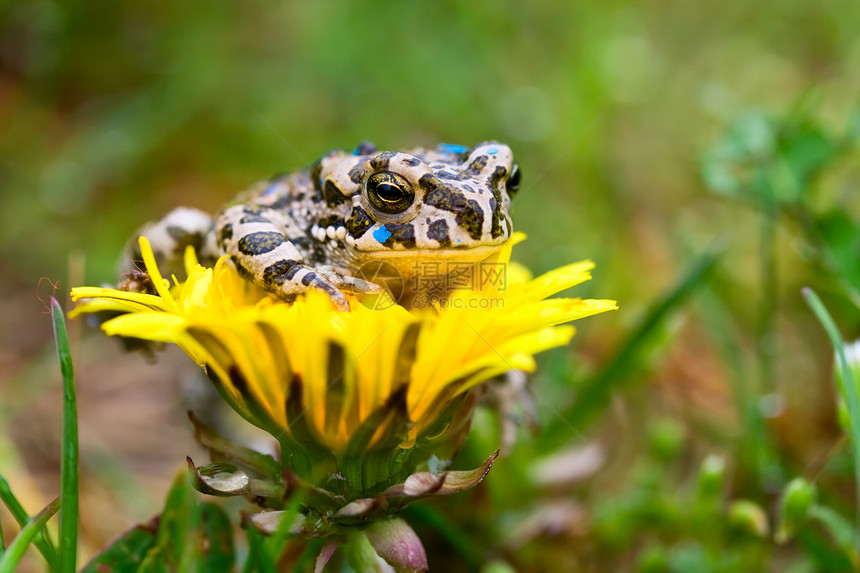花朵上的青蛙生活宏观王子眼球动物野生动物生态动物群脚趾花园图片