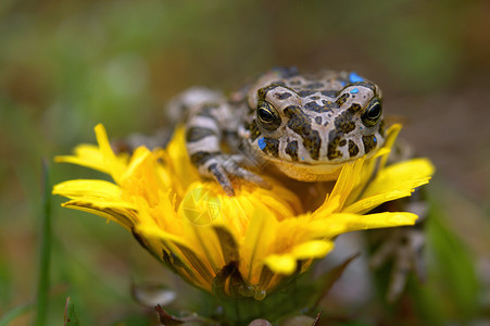 花朵上的青蛙王子绿色眼球宏观母猪眼睛生活动物生态动物群背景图片