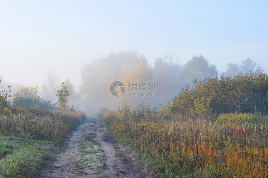 秋季上午薄雾照片生态公园植物草地叶子森林桦木天空图片