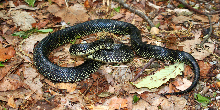 黑色Kingsnake动物灯带生物疱疹科学环境生态线圈惊吓爬虫图片