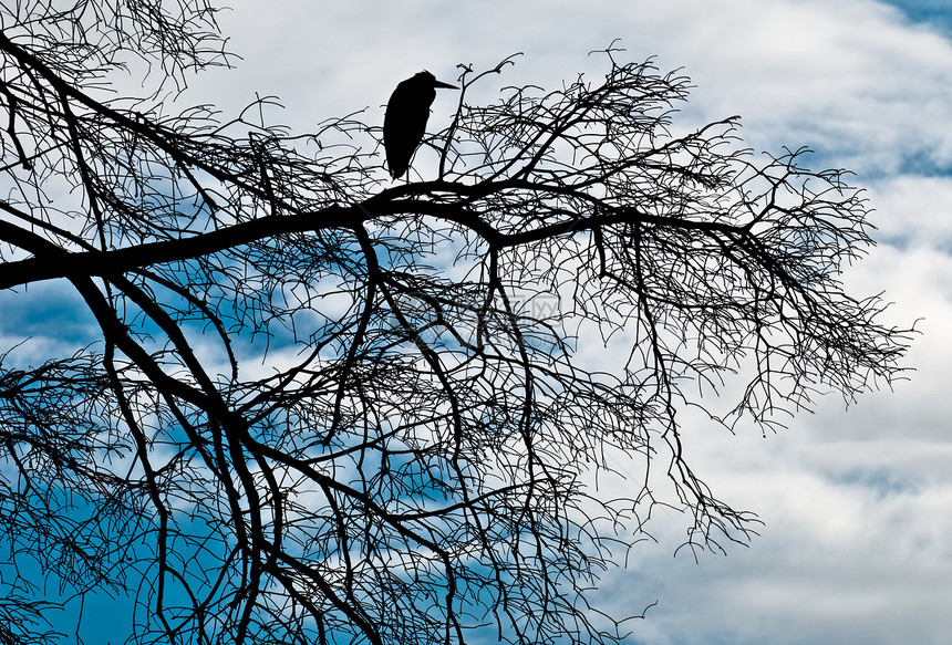灰色的海绵鸟缠在树枝上图片