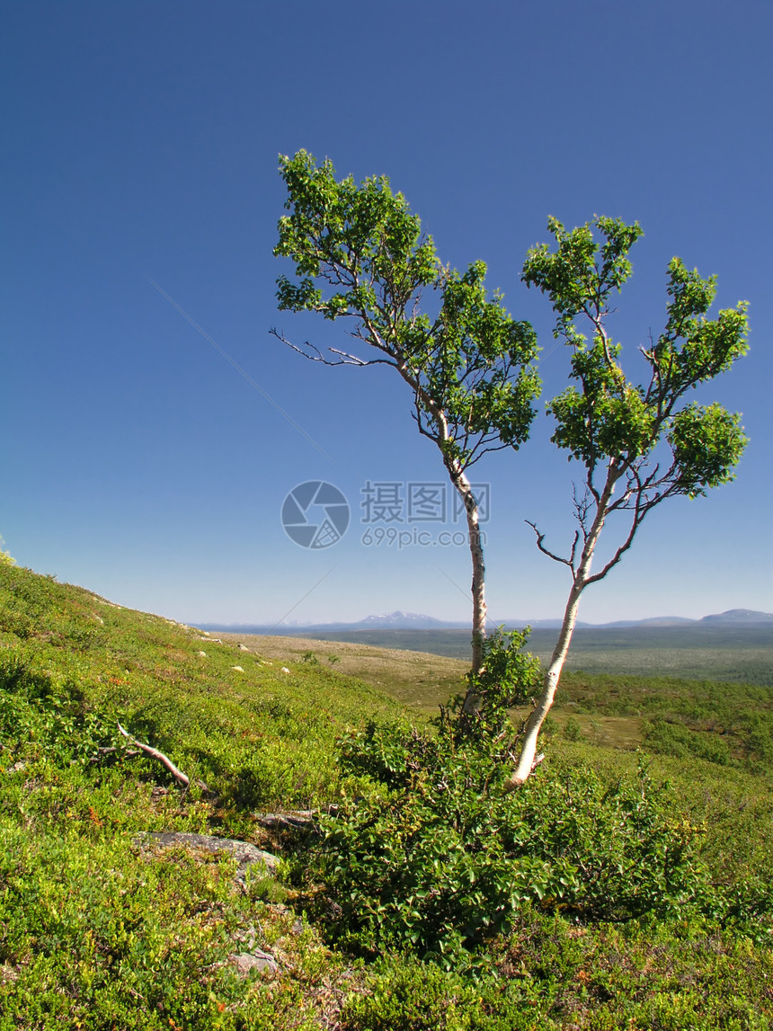 野地景观环境风景美丽草地蓝色森林国家阳光植物群生活图片