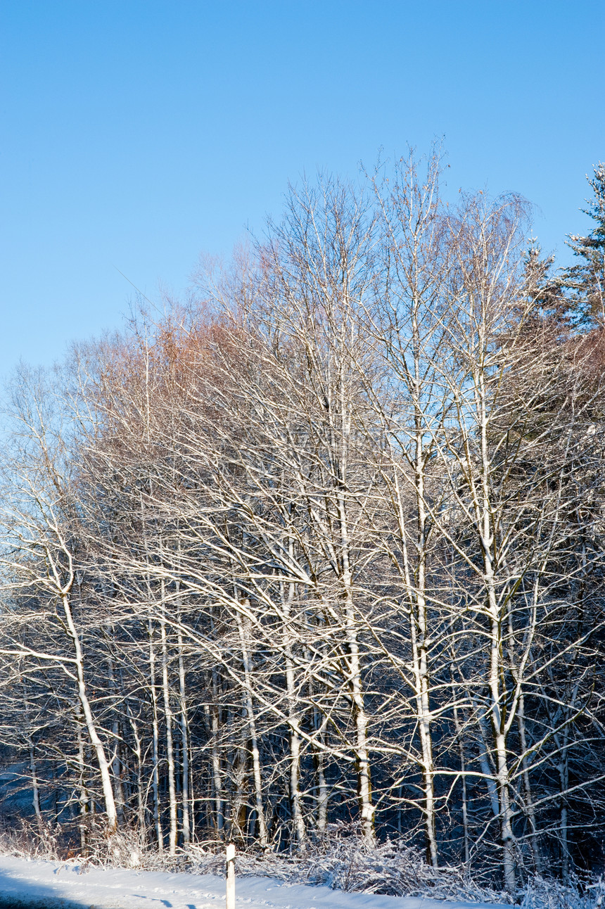 冬天天空天气荒野季节乡村植物季节性城市国家树木图片