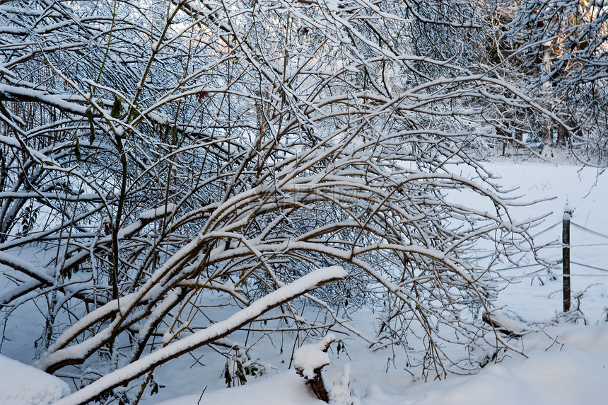 冬天白色冻结天气风景乡村荒野树木季节性天空环境图片