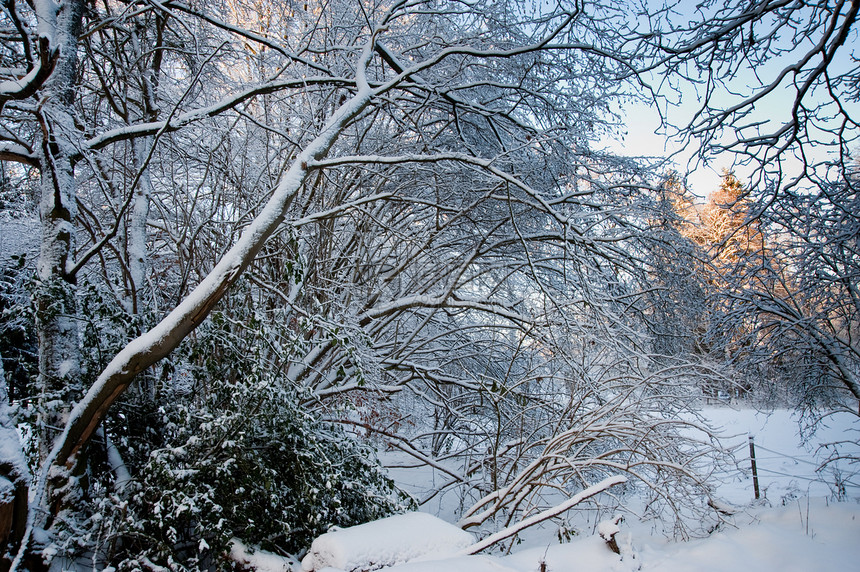 冬天季节白色风景天空冻结乡村国家植物树木环境图片