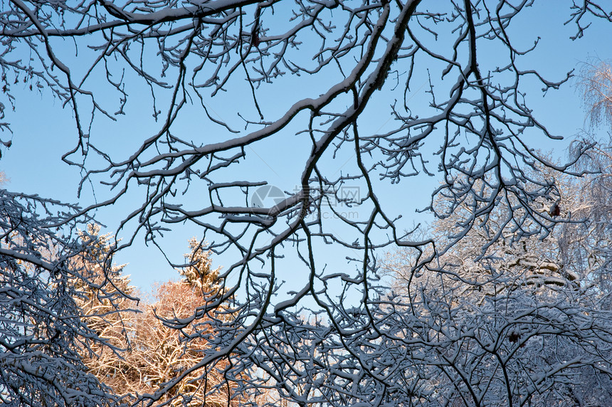 冬天季节性国家季节天空天气乡村环境森林风景白色图片