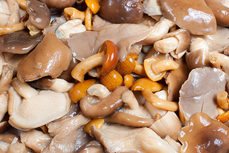 各种蘑菇水平蔬菜滑子杨树平菇高清图片