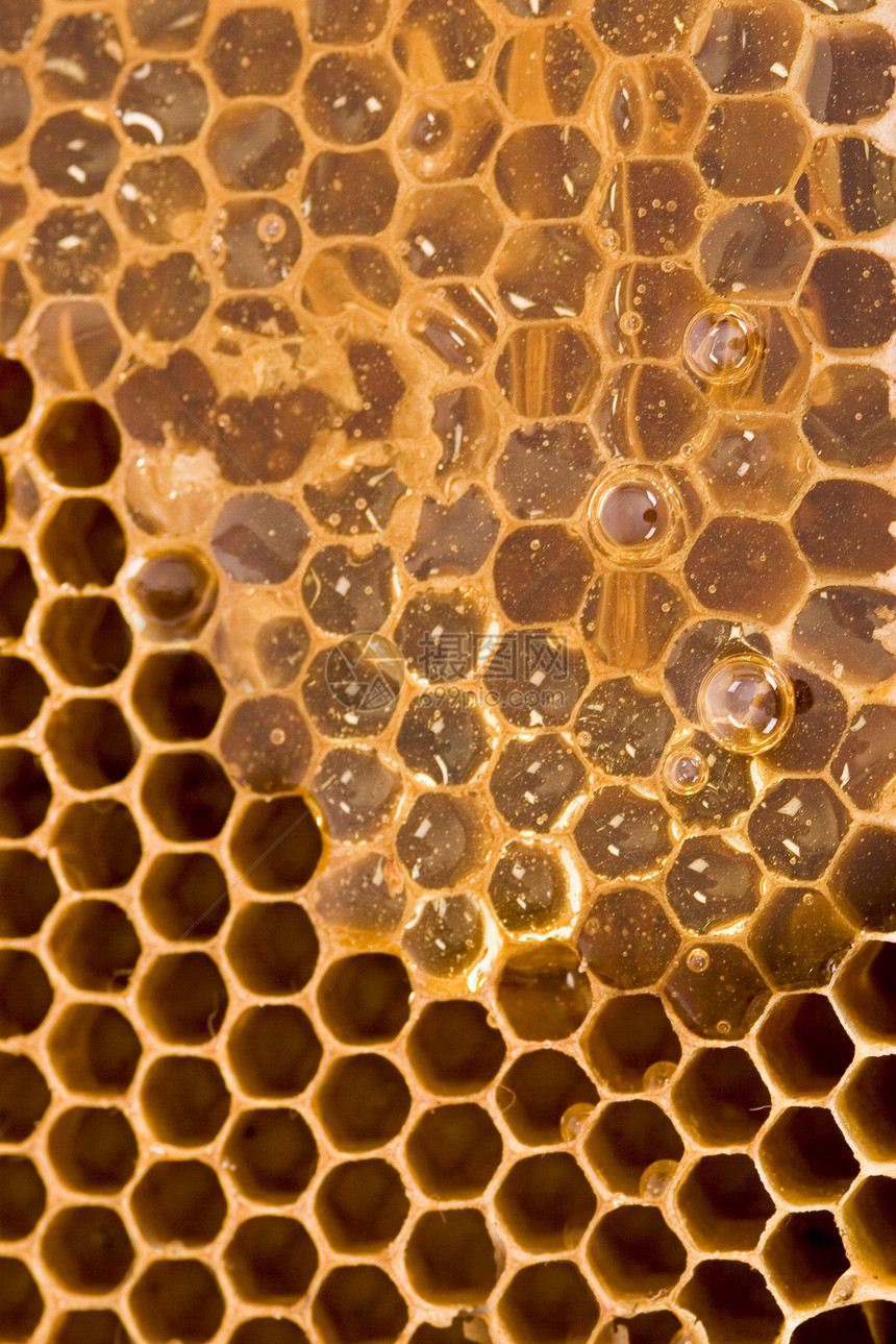 美味的蜂蜜黄色生活方式野生动物保健蜂蜡蜂窝健康饮食蜜蜂昆虫金子图片