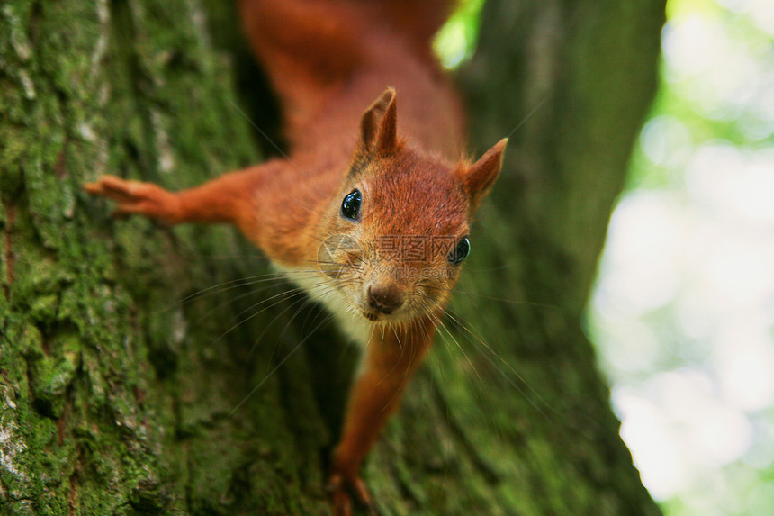 红欧亚松鼠眼睛荒野木头环境爪子哺乳动物野生动物好奇心橙子动物图片