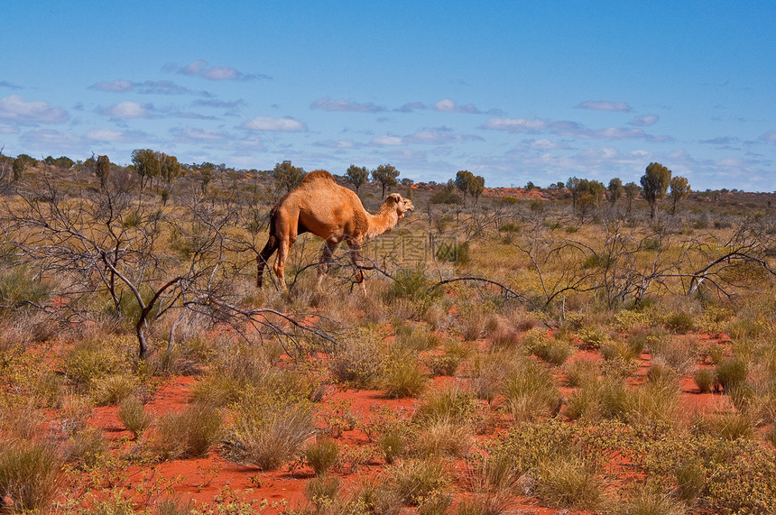 骆驼红色土地沙漠旅行衬套荒野野生动物风景棕色跑步图片