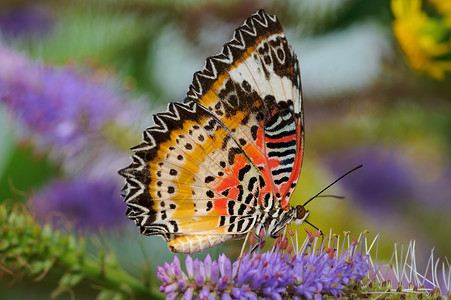 蝴蝶黄色紫色翅膀动物眼睛绿色天线红色昆虫背景图片