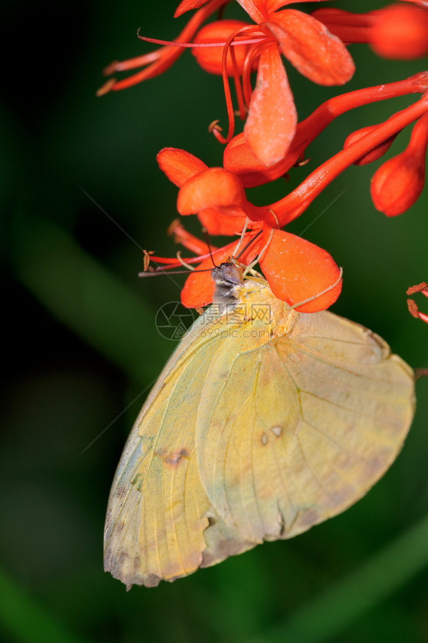 蝴蝶天线红色绿色宏观昆虫黄色翅膀图片