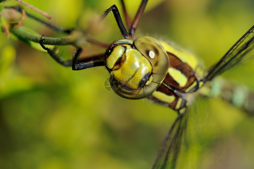 龙动物黄色眼睛昆虫绿色宏观翅膀图片