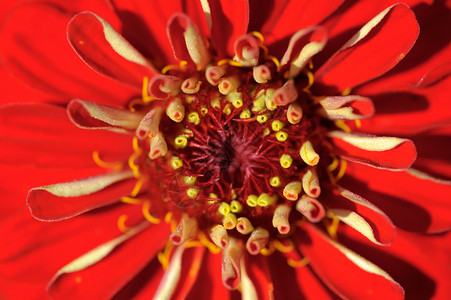 红花黄色植物植物群叶子红色背景图片