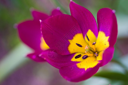 万磁王Tullip 宏黄色区系郁金香植物群花瓣宏观粉色植物绿色生活背景