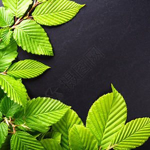 黑色植物框架树叶和复制空间边界照片生态环境季节框架黑色绿色问候语卡片背景