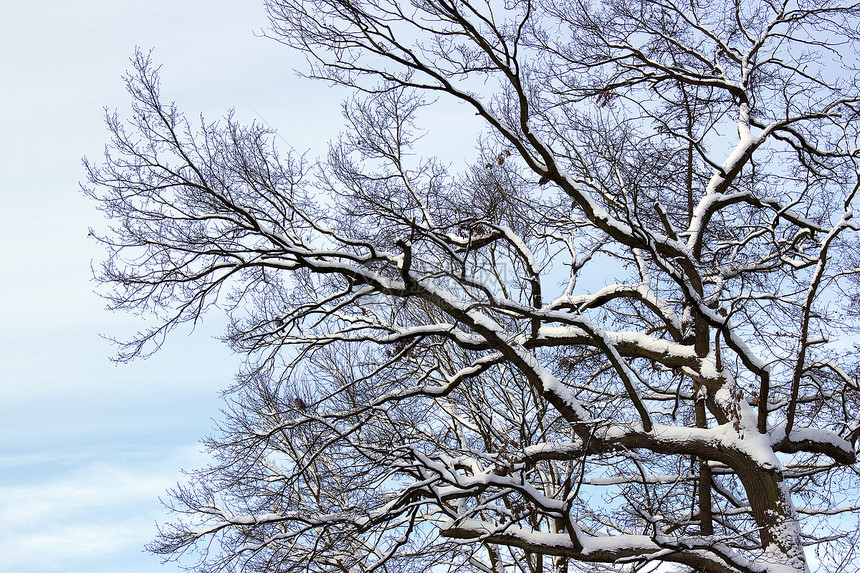 冬树风景荒野天空季节公园木头白色桦木蓝色冻结图片