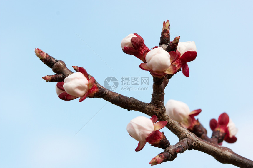 发芽生长白色生活公园繁荣喜悦花园宏观植物图片