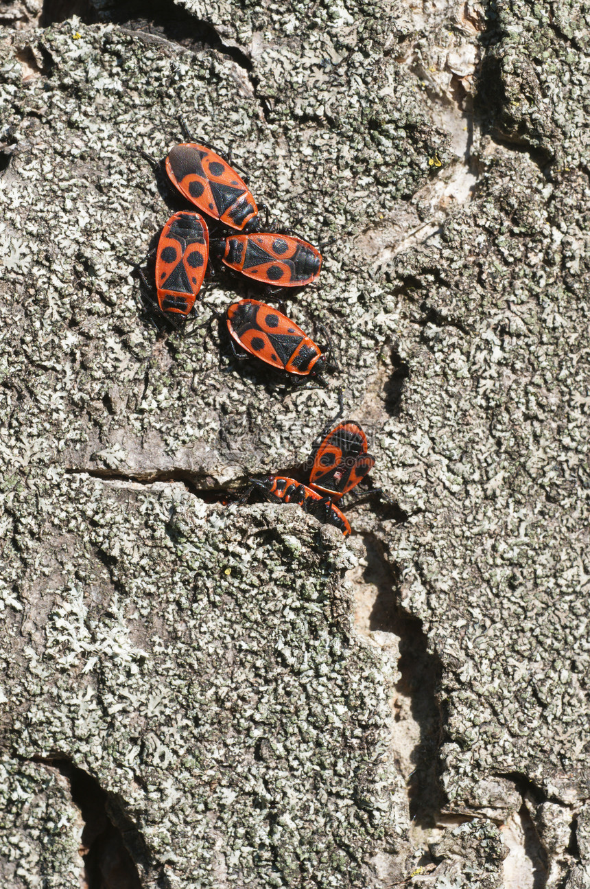一群黑色和红色的合唱团 在树冠里过冬昆虫鞘翅目团体裂缝图片
