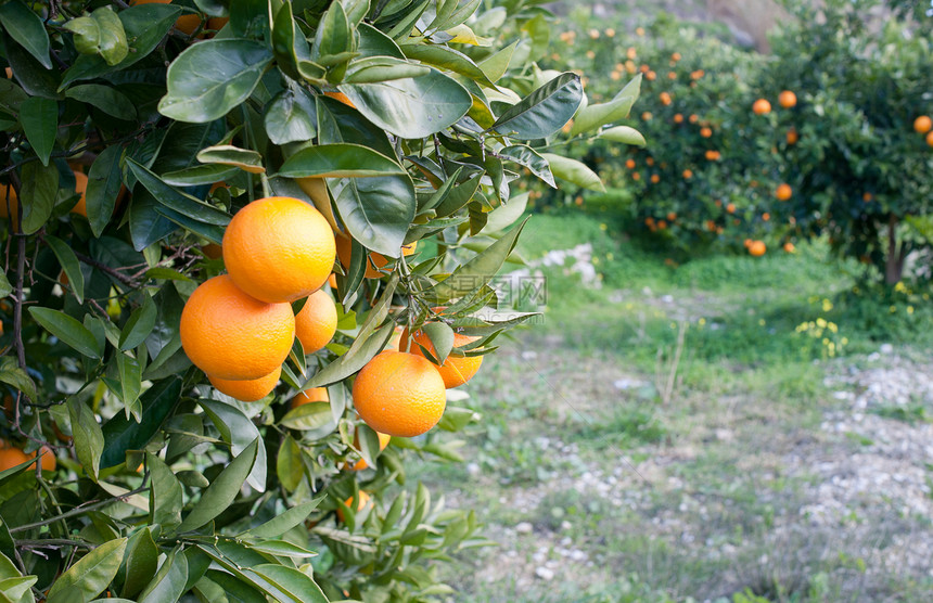 橙树阳光照射橘子叶子水果阳光种植园中枢神经水平橙子场地图片
