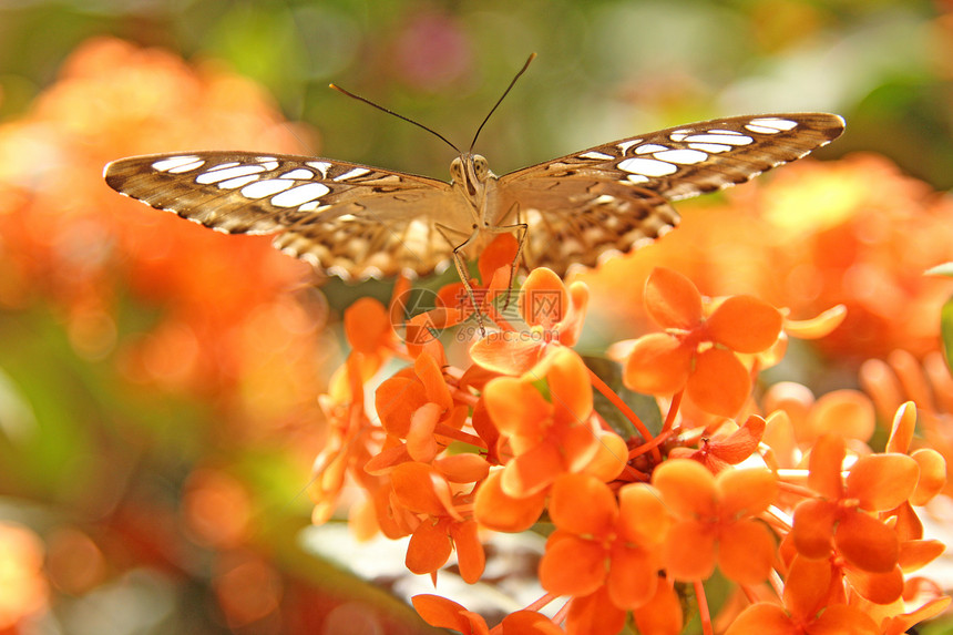 蝴蝶摘要花园橙子君主背景昆虫图片