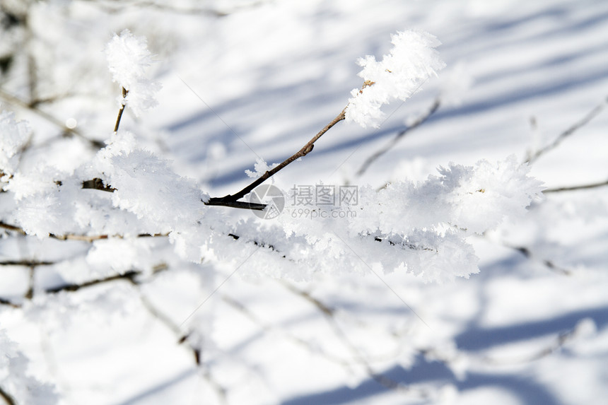 雪雪中的树枝图片