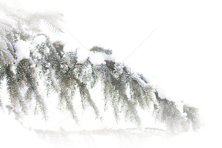 雪中松树新年绿色贺卡枝条白色图片