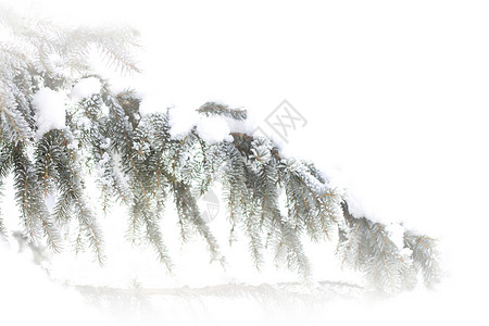 雪中松树新年绿色贺卡枝条白色背景图片